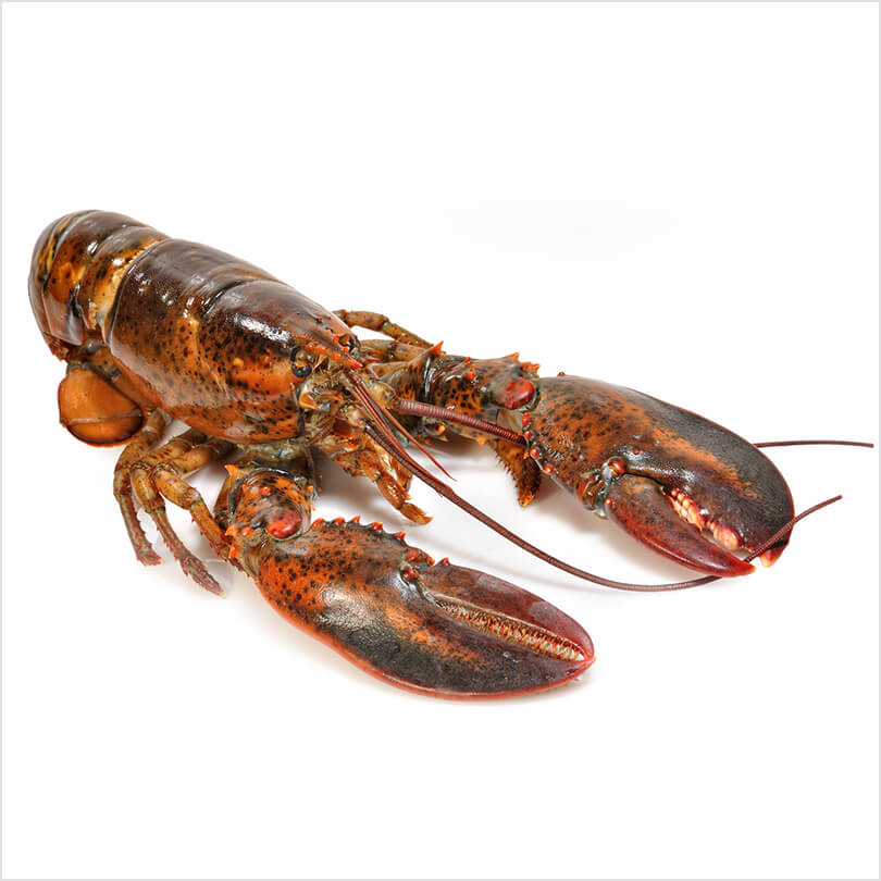 Lobster